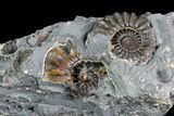 Ammonite (Promicroceras) Cluster - Somerset, England #86232-2